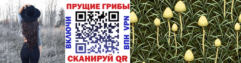 Псилоцибиновые грибы GOLDEN TEACHER  Свободный 